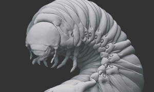 カブトムシ幼虫の3Dイメージ