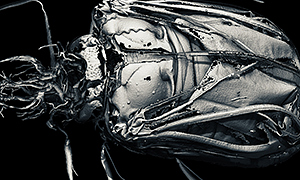 ゾウムシの羽根を含めた体の中の3Dイメージ