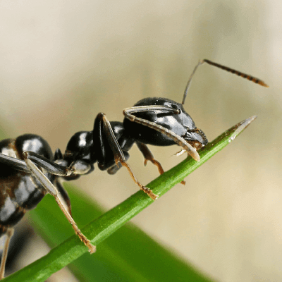 アリのミクロの画像