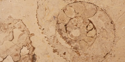 No.63 アンモナイトを図鑑に追加