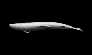アユの3Dイメージ