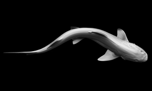 ドチザメの3Dイメージ