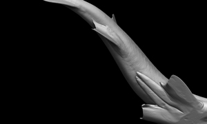 ドチザメの3Dイメージ