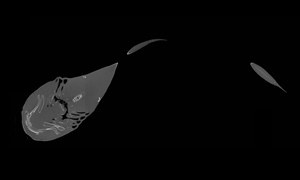 ドチザメの断層画像
