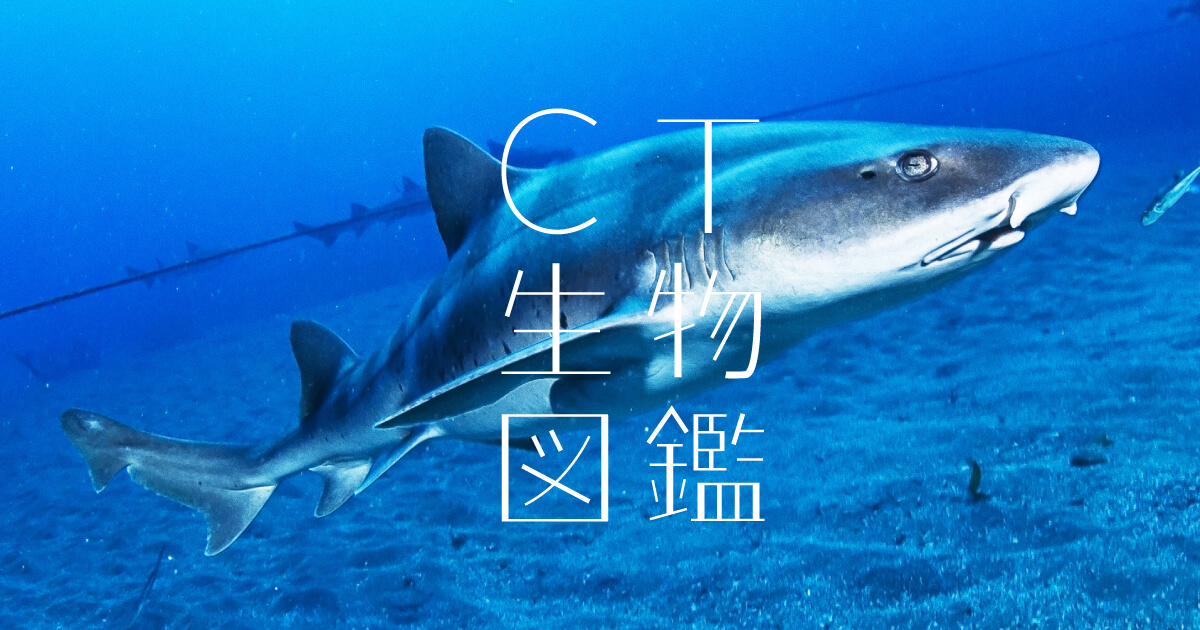 No.21 ドチザメ | CT生物図鑑