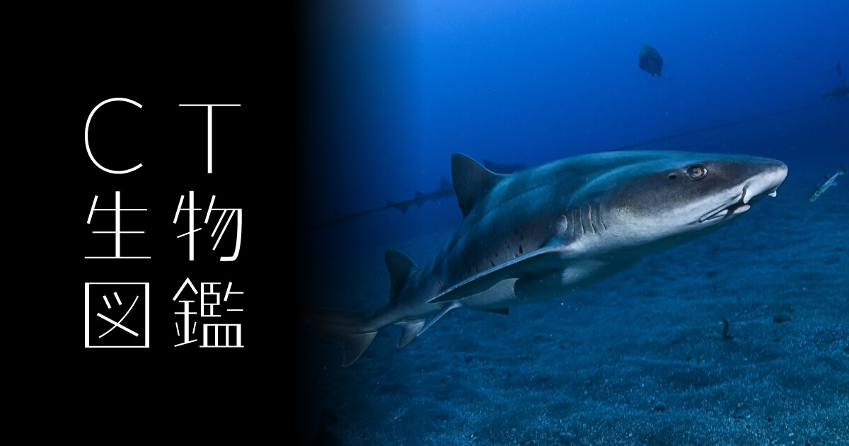 No.21 ドチザメ | CT生物図鑑