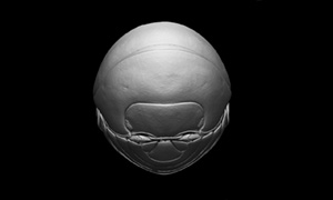 ダンゴムシの3Dイメージ