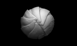 ダンゴムシの3Dイメージ