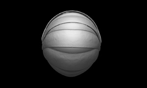 ダンゴムシの3Dイメージ