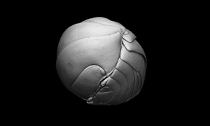 ダンゴムシの3Dイメージ