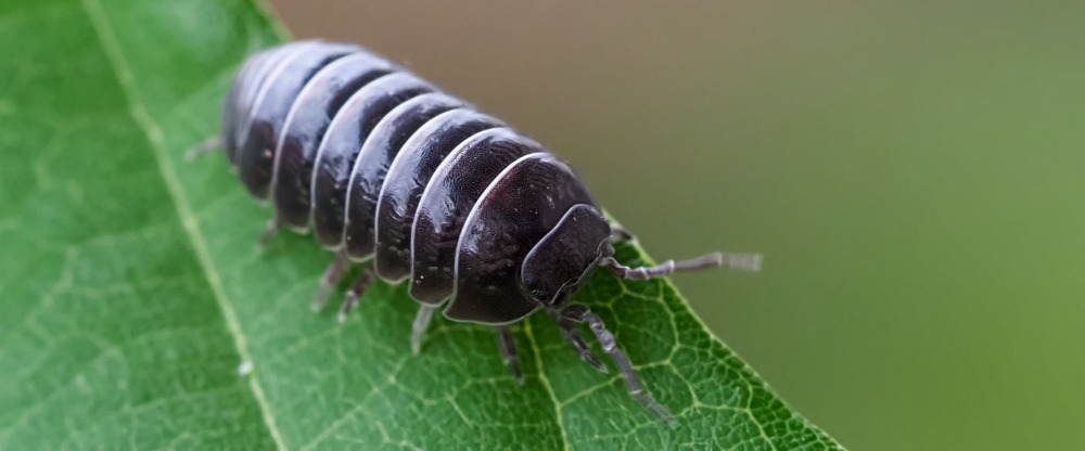 ダンゴムシの図鑑ページへ