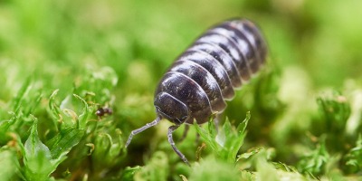 No.57 ダンゴムシを図鑑に追加