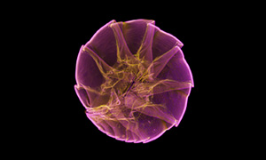 ダンゴムシの断層画像