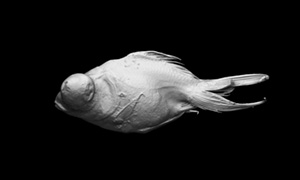 出目金の3Dイメージ