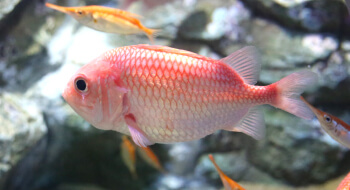 Japanese soldierfish