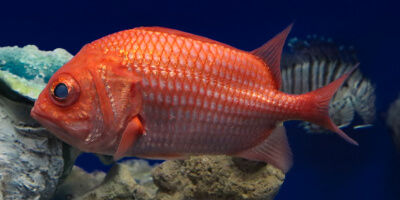 No.53 Japanese soldierfish UP