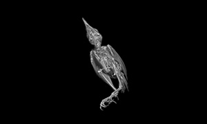 ガビチョウの3Dイメージ