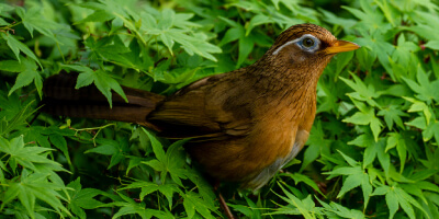 No.58 ガビチョウを図鑑に追加