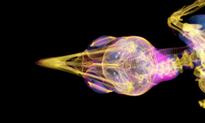 ガビチョウのX線透過像