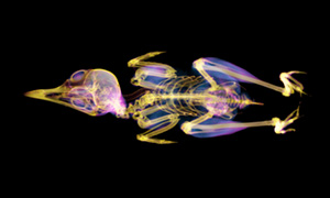 ガビチョウの断層画像