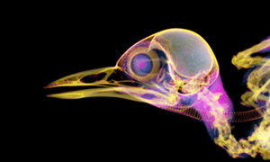 ガビチョウの断層画像