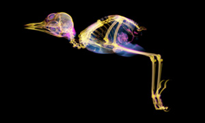 ガビチョウの断層画像