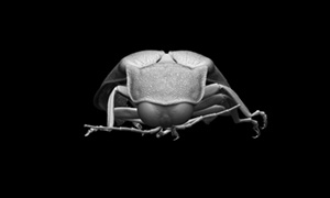 モンハナシャコの3Dイメージ