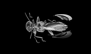 モンハナシャコの断層画像