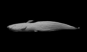 ゴンズイの3Dイメージ