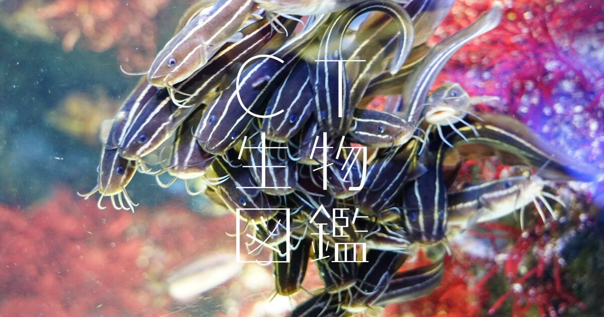 No.51 Japanese eel catfish| CT生物図鑑
