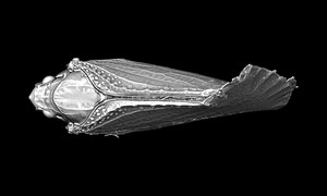 ヘリチャハゴロモの3Dイメージ