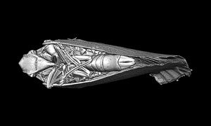 ヘリチャハゴロモの3Dイメージ