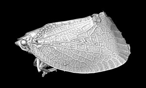 ヘリチャハゴロモの3Dイメージ
