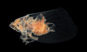 ヘリチャハゴロモの断層画像