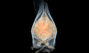 ヘリチャハゴロモの断層画像