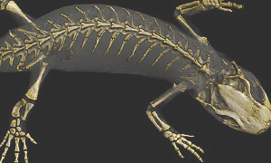 アカハライモリの骨を上から見た3Dイメージ