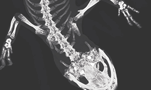 アカハライモリの骨を上から写したCT画像