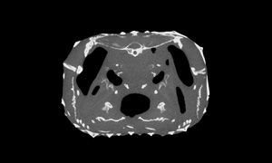 イシガキフグの断層画像