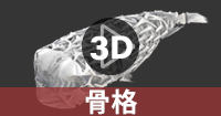イシガキフグの骨格の3Dデータを操作する