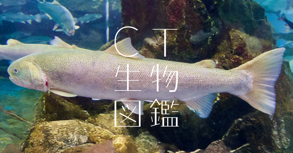 No.52 イトウ | CT生物図鑑