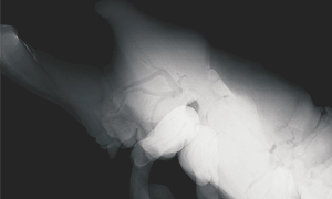 カブトムシ蛹の断面が観察できる3Dイメージ