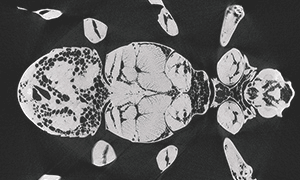 カブト虫の断面が観察できるCT画像