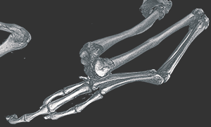 カエルの足の骨の3Dイメージ