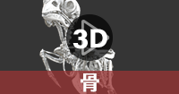 カワラヒワ骨の360度3Dデータを見る