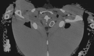 カワラヒワの羽の断面CT画像