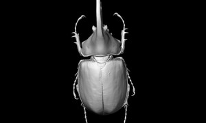 ケンタウロスオオカブトの3Dイメージ