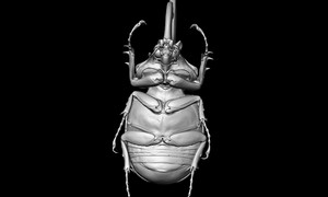 ケンタウロスオオカブトの3Dイメージ