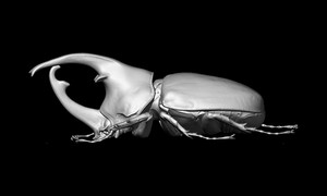 ケンタウロスオオカブトの3Dイメージ