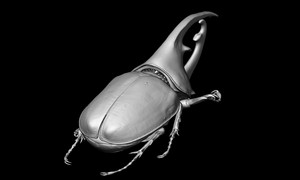 ケンタウロスオオカブトの3Dイメージ