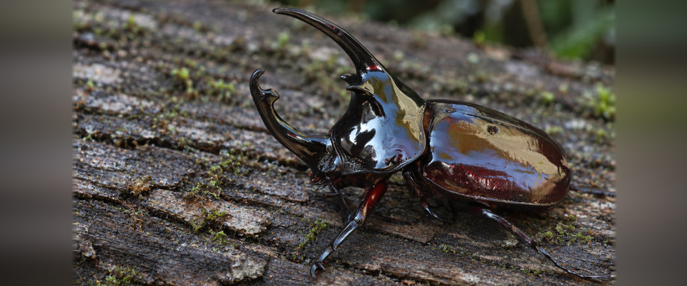 ケンタウロスオオカブトの図鑑ページへ